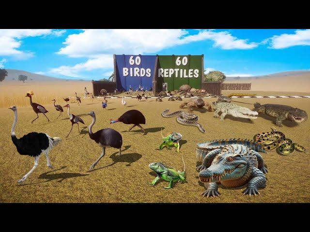 60 Birds VS 60 Reptiles Animals Race in Planet Zoo included Crocodile, Chicken, Tortoise, Ostrich