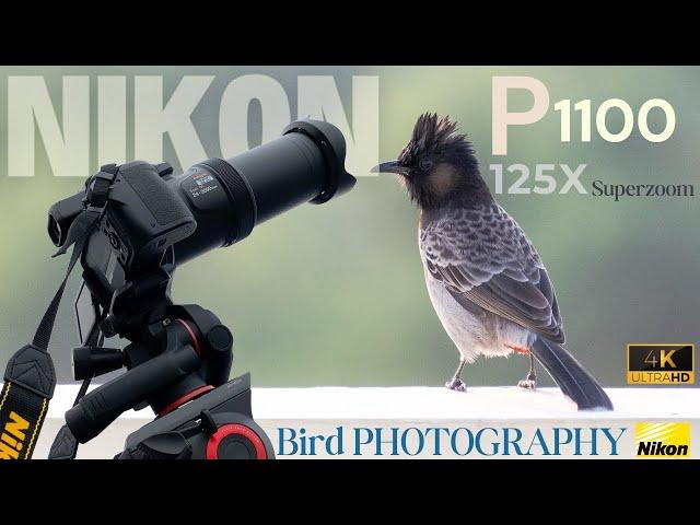 NIKON Coolpix P1100 Camera - Bird Photography [Before You Buy in 2025 WATCH This!]