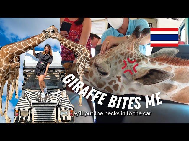 Giraffe Encounter in Safari Park, Kanchanaburi | Day trip from Bangkok