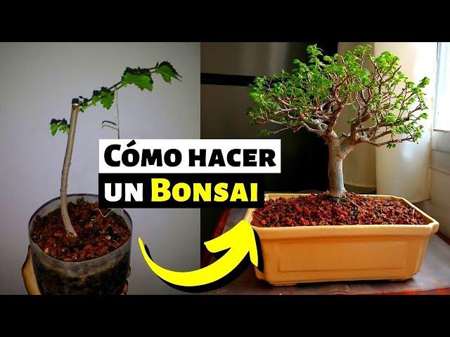 Cómo hacer un bonsai desde cero | Bonsai paso a paso