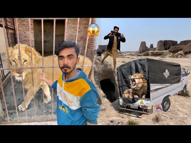Hum Ne Lion Pakar Lea  Lion Mini Zoo Ma Le Aye  Lion Ne Attack Kar Dea 