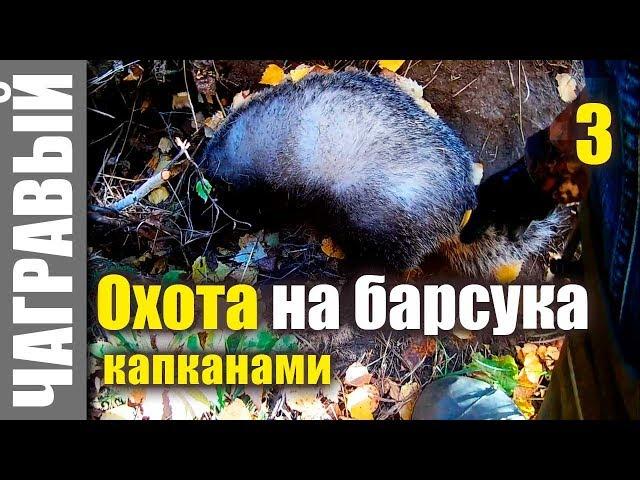 Охота на барсука капканами | Третья часть - заключительная