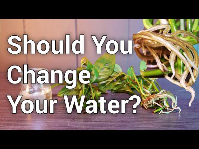 Should You Change Your Water When Propagating Houseplants?