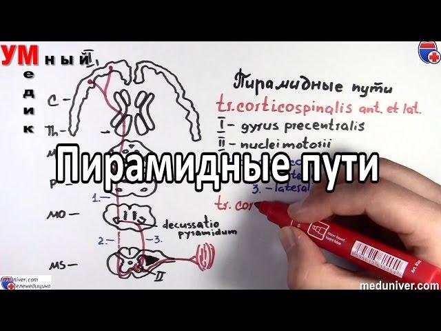 Пирамидные пути -  tractus corticospinalis et corticonuclearis - meduniver.com