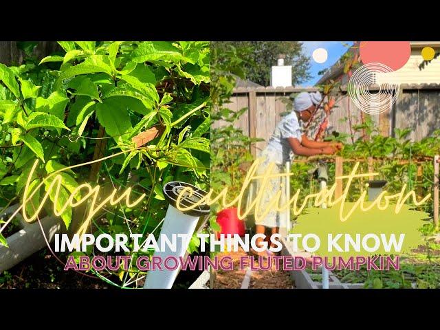 Before you grow UGU(fluted pumpkin) in the USA…WATCH THIS! 5 things I wish I knew before growing UGU