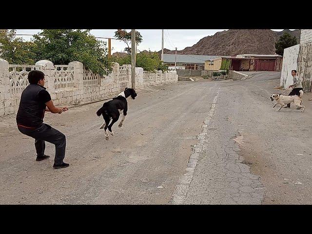 Душман - когда не поделили дорогу Туркменский Волкодав Turkmen Alabay Central Asian Dogs Alabai