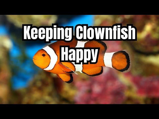 Clownfish Care Guide: Everything You Need to Know