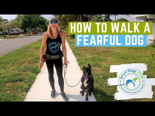 How to walk a fearful dog