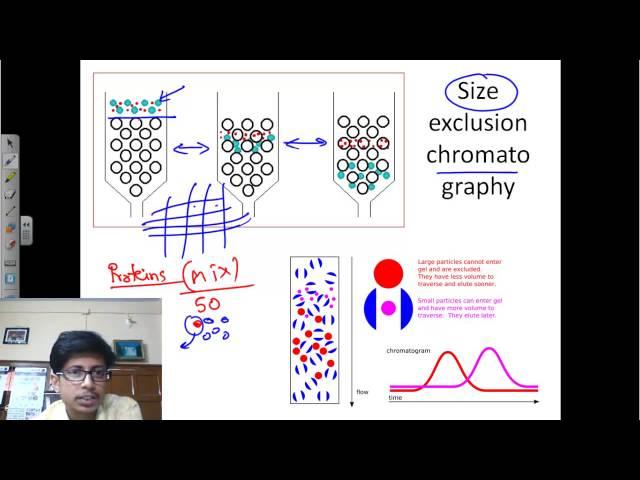 Size exclusion chromatography