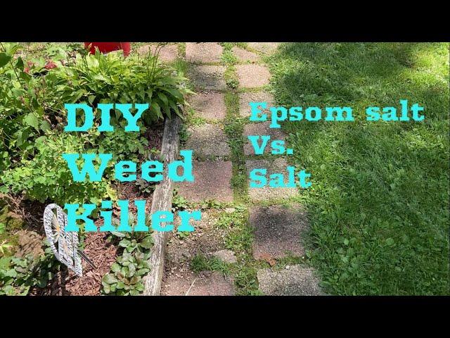 DIY Weed Killer: Epsom salt vs. table salt