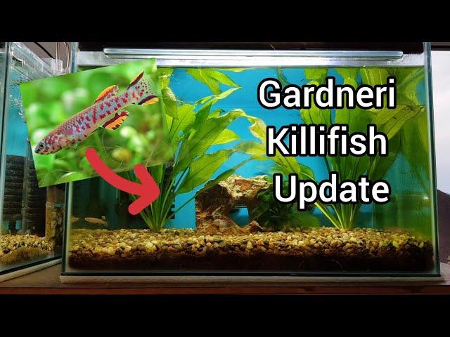 Gardneri killifish tank update