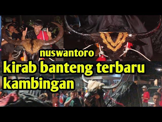 ful kirab banteng kambingan maheso tirta aji"kang srodok" kiwir kiwir, tri maheso #bantengan