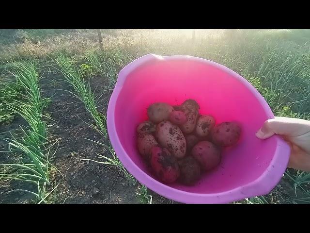 ВАРЕНЬЕ ИЗ ЧЕРЕШНИ / ЖИЗНЬ В ДЕРЕВНЕ