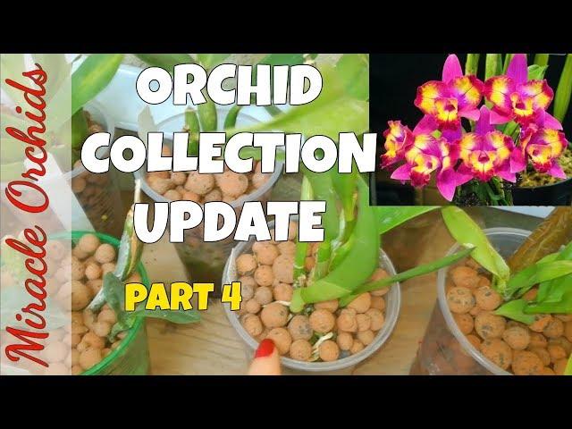 Orchid Collection Update - Part 4  - Sept 2017