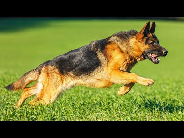 GERMAN SHEPHERD. Myths and misconceptions