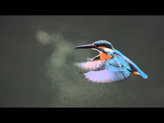 Flying　kingfisher