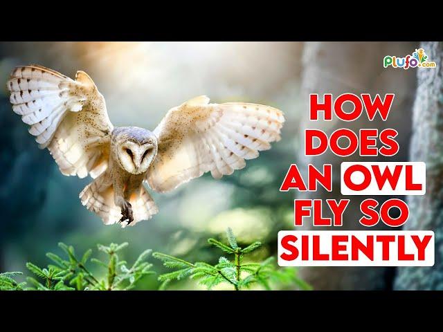 How does an Owl fly so silently? #facts #science #shorts