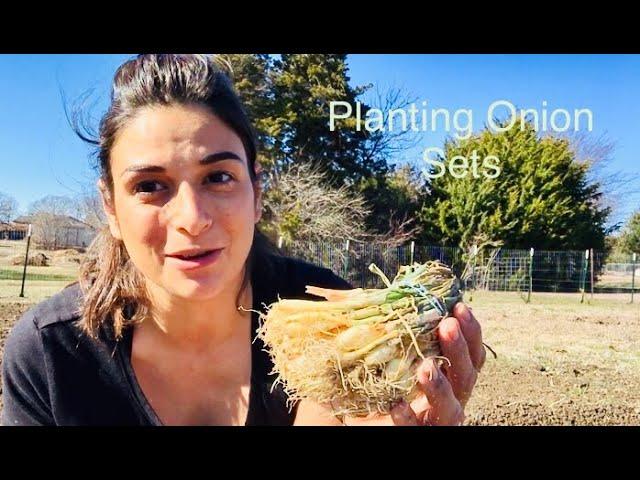 Planting Onion Sets // Tips & Tricks ‍