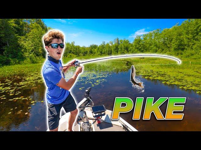 EPIC Backwater Fishing for NORTHERN PIKE! (Vicious Strikes)