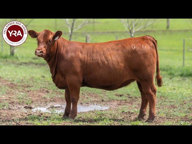 Heifer Yallambee Q26