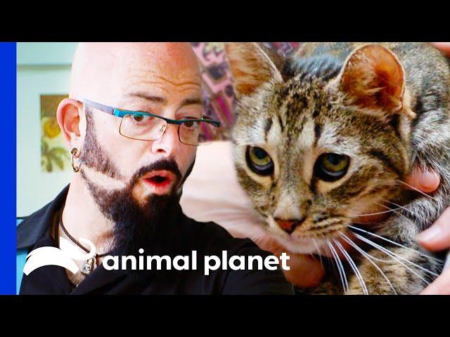 Jackson Is Shocked By Cat's Night Terrors | My Cat From Hell