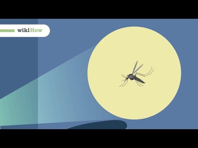 How to Kill Mosquitoes