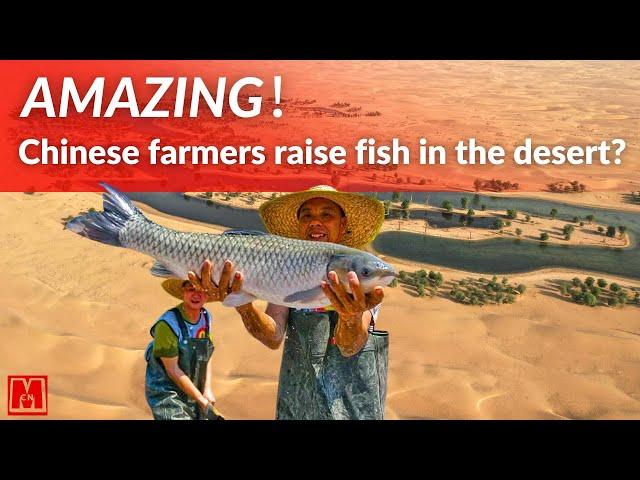 A Chinese Farmer spent 1 billion to raise fish in the desert, and turned the desert into an oasis!