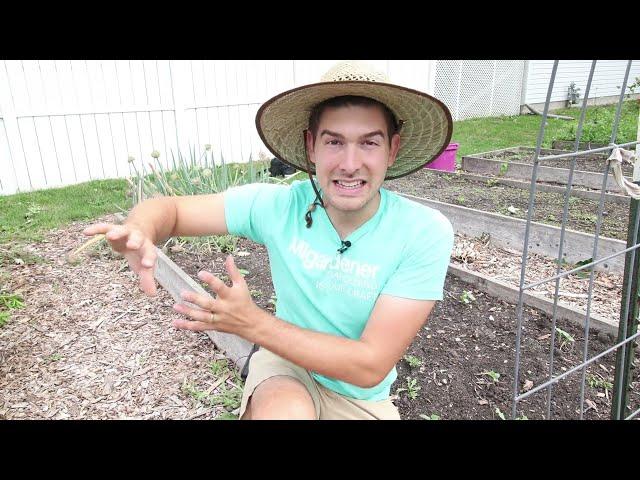 Prevent Squash Bugs and Cucumber Beetles With A Trick An Amish Farmer Taught Me