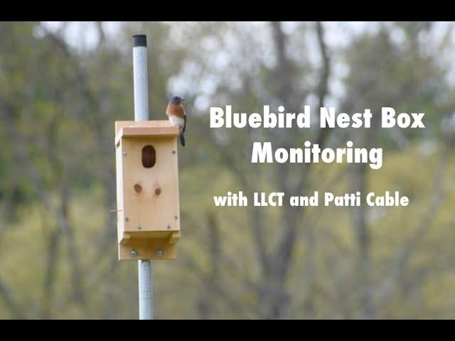 Bluebird Nest Box Monitoring with LLCT