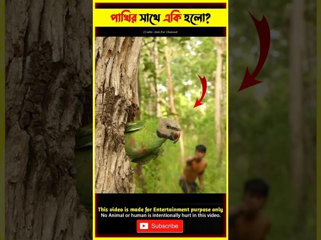 টিয়া পাখিটির সাথে একি হলো  Beutiful parrot tiktok video bird video animals video #shorts #parrot