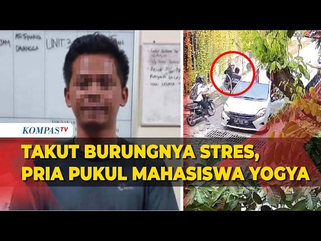 Pengemudi Mobil Pukul Mahasiswa di Yogyakarta, Pelaku Lindungi Burung Peliharaannya, Ini Kata Polisi