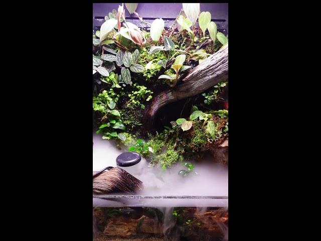 Thursday Afternoon With the Ultum Nature Systems Foresta 35E Paludarium!