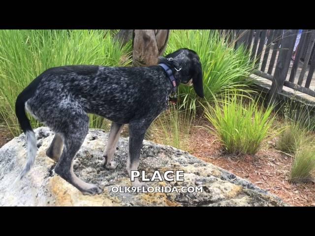 5 Month Blue Tick Coonhound "LEROY" | Obedience Training Video | Space Coast Dog Trainers