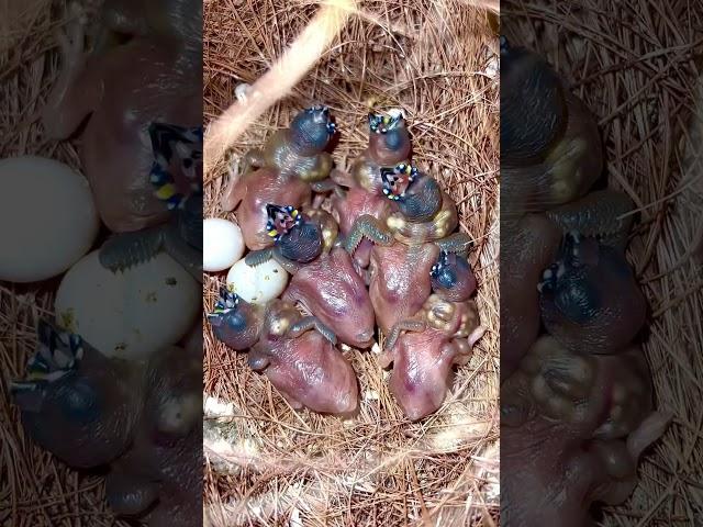 Gouldian Finch Male with Clutch of small Bird Chicks in Nest | Bird Sounds | Breeding Finches