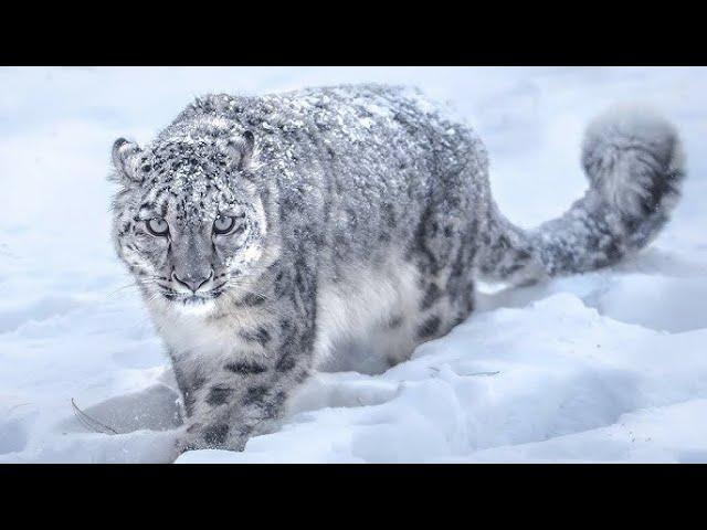 Snow Leopard / snow leopard hunting mountain goat