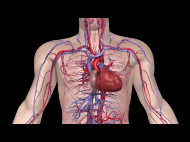 Анатомия. Кровеносная система