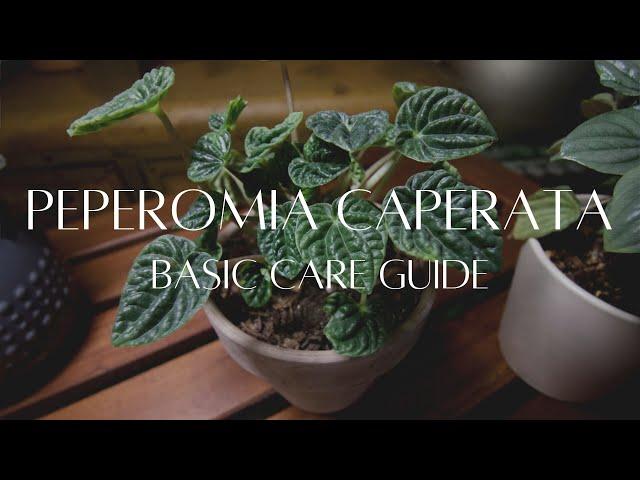 PEPEROMIA CAPERATA | The basic care guide