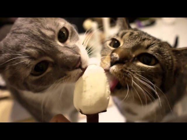 Cats gets brain freeze Compilationn