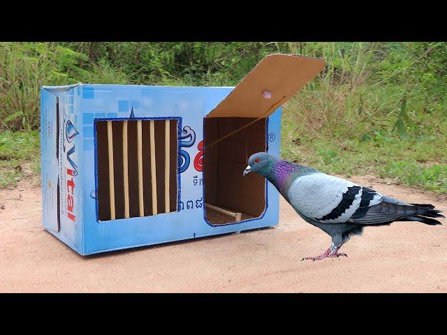 Best Quick Bird Trap Using Vital Cardboard Box And Woods - How To Make Bird Trap