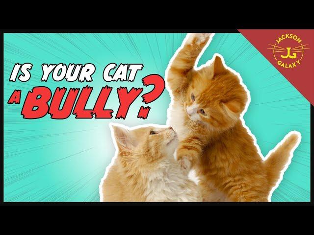 What is the Napoleon Cat? Is Your Cat a Bully? | Cat Daddy Dictionary