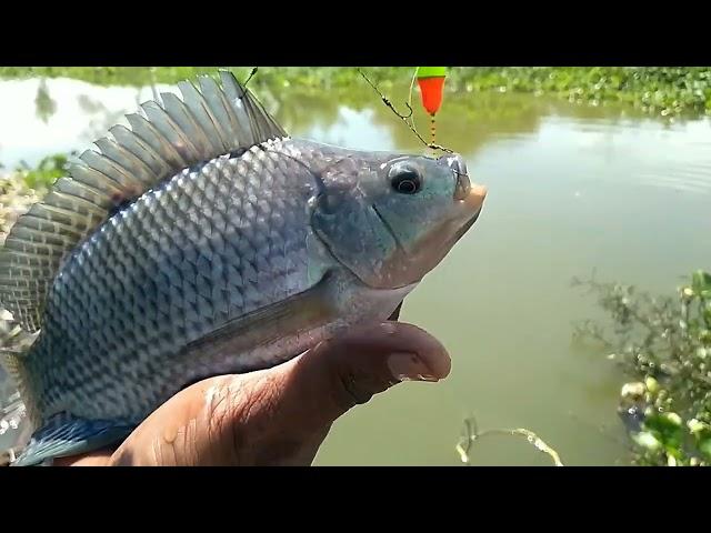 Kalau Beruntung Mancing Ikan Nila Bisa Dapat Spot Yang Ikannya Besar besar