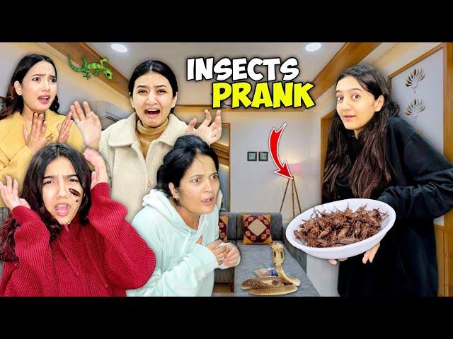 Dangerous Insects Prank With My Family| Sistrology