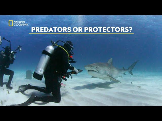 Sharks: Misunderstood Heroes | Mission Critical | हिंदी | Full Episode | S1 - E3 | Nat Geo Wild