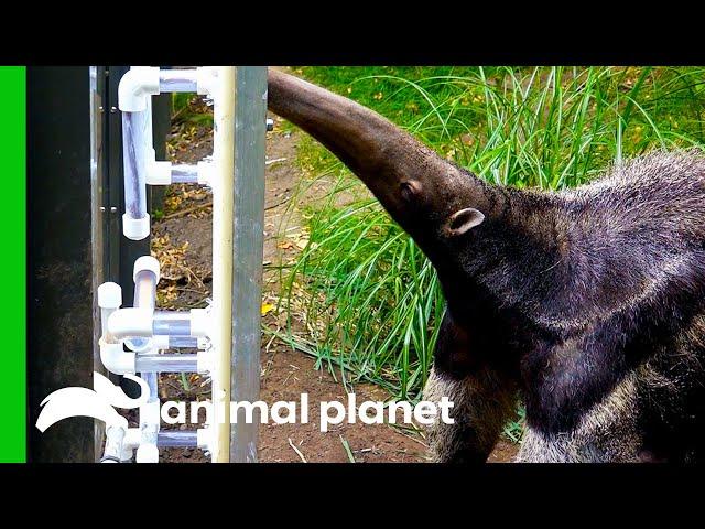 Giant Anteater Gets New Transparent Feeding Tubes To Showcase Her Tongue Skills | The Zoo