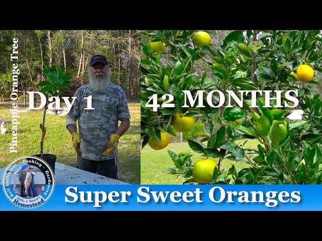 ORANGES, How Does it Grow? 42 Months with Updates