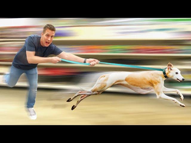 Buying Worlds Fastest Dog EVERYTHING she touches!