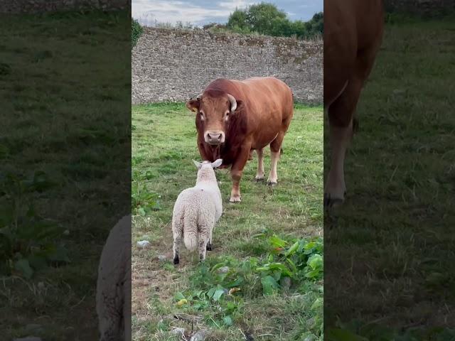 sapi limosin aduduuuu gede banget #shorts #sapi