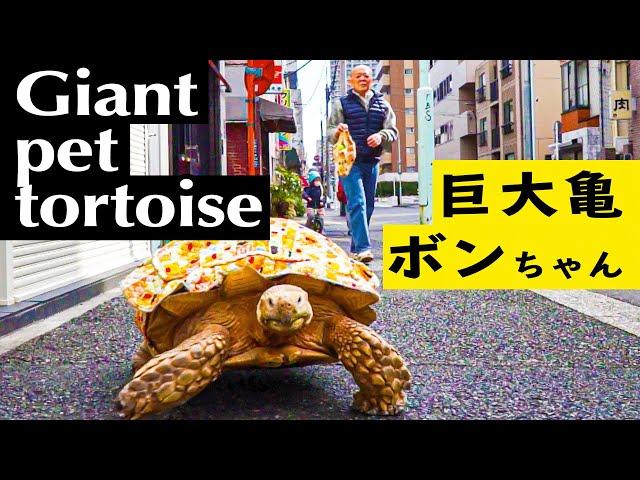 Bon-chan Man taking his giant pet tortoise for a walk in Tsukishima, Tokyo, Japan.