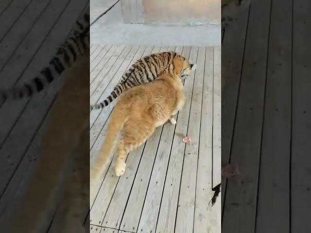 Lions grab food from tiger cubs, this is bullying