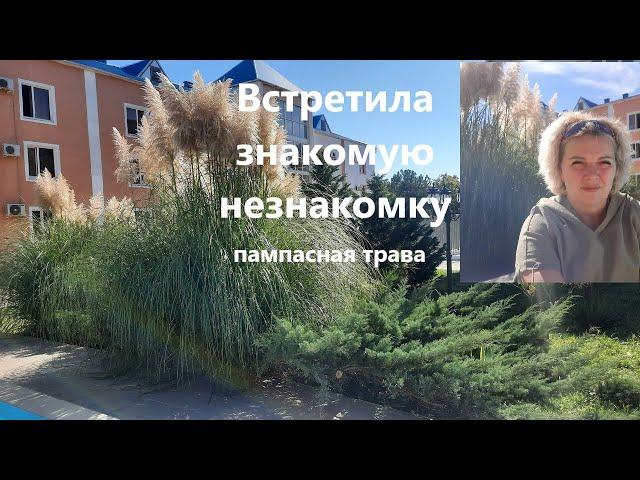 Знакомая незнакомка. Встретила свою приятельницу пампасную траву. Прекрасная Кортадерия